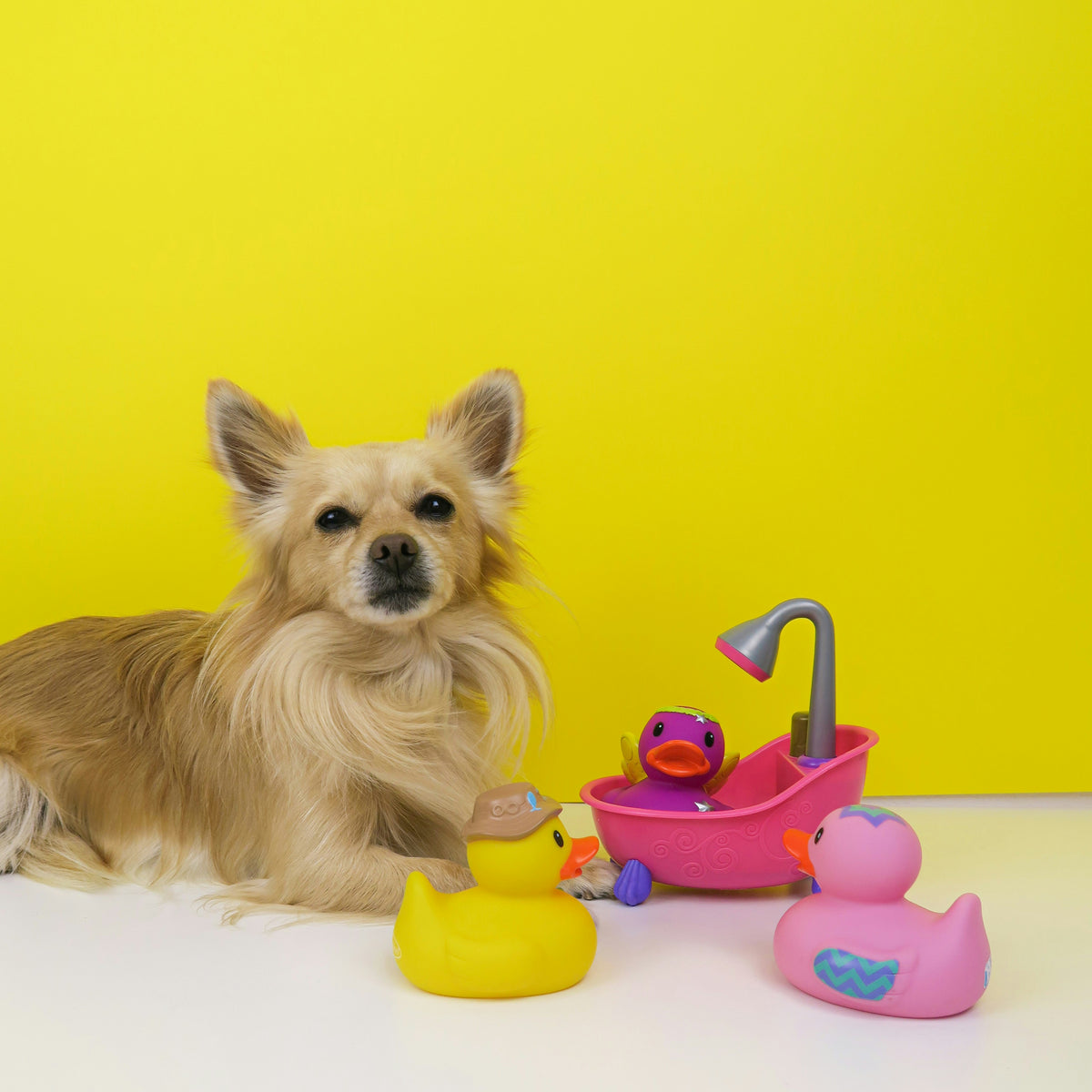 Pet Sound Toys