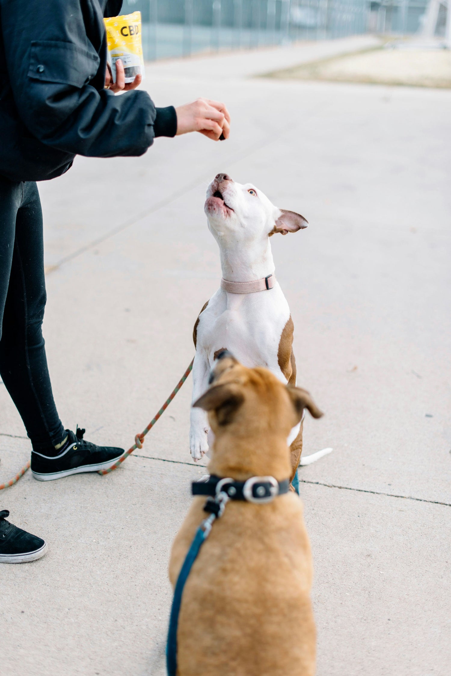 Pet Training and Educational Toys