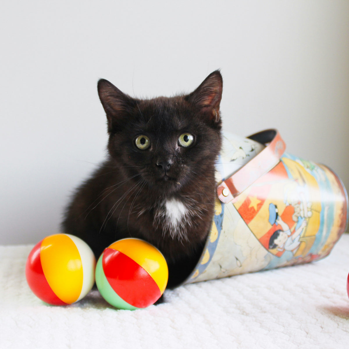 Pet Toy Set