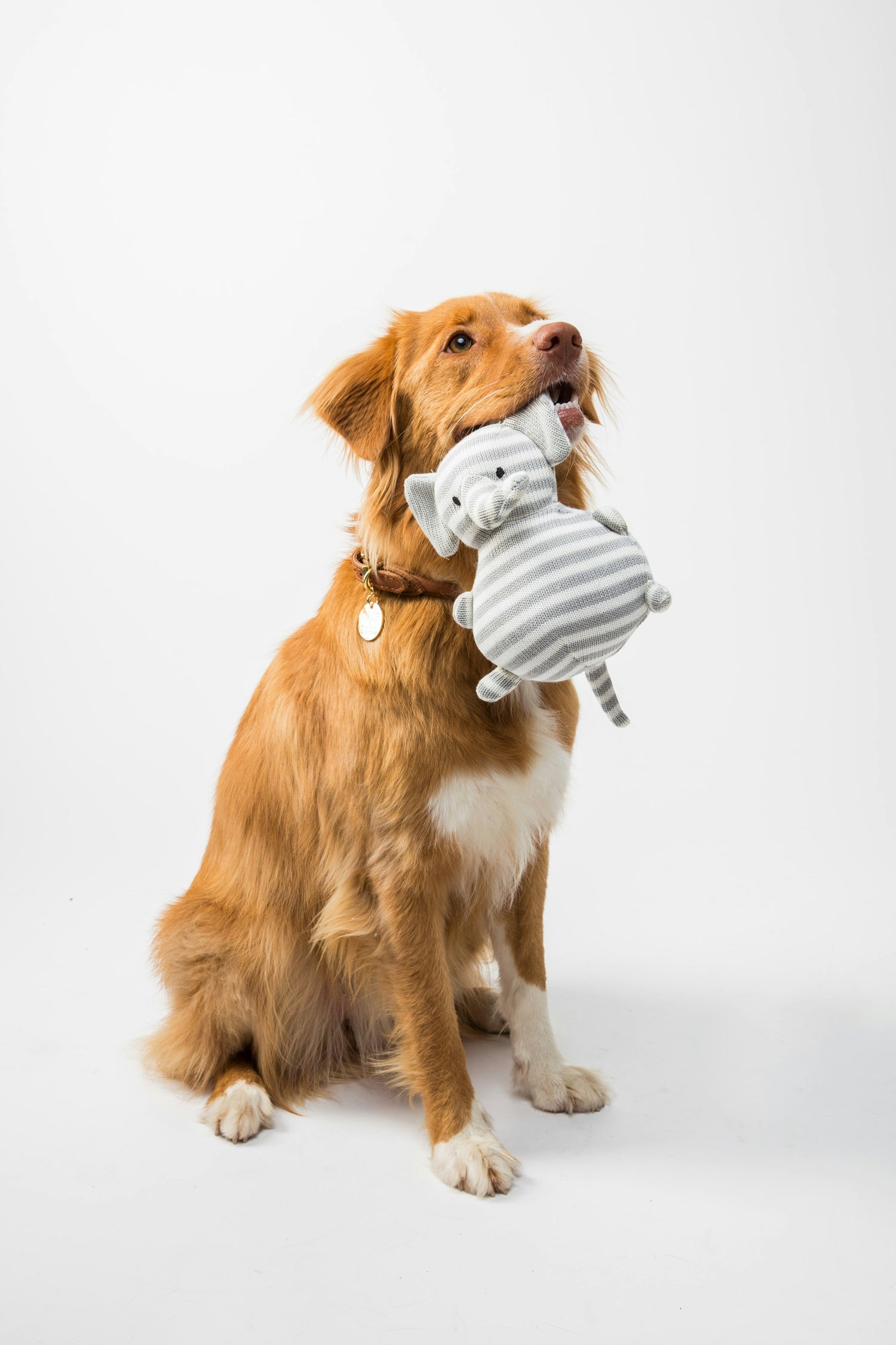 Pet Plush Toys
